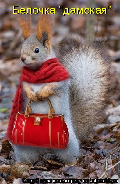 Котоматрица: Белочка "дамская"