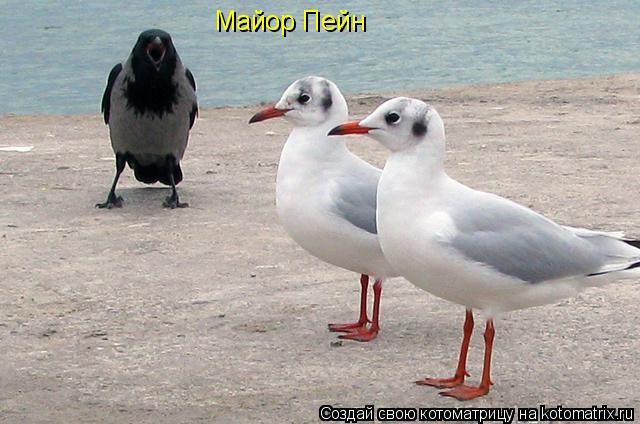 Котоматрица: Майор Пейн