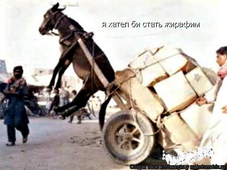 Котоматрица: я хател би стать жирафим