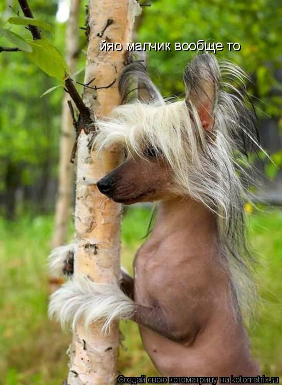 Котоматрица: йяо малчик вообще то