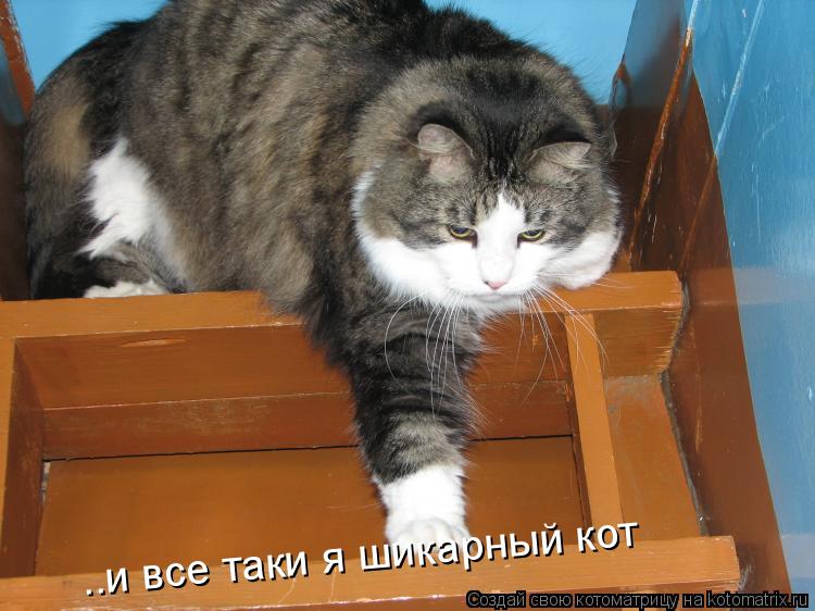 Котоматрица: ..и все таки я шикарный кот