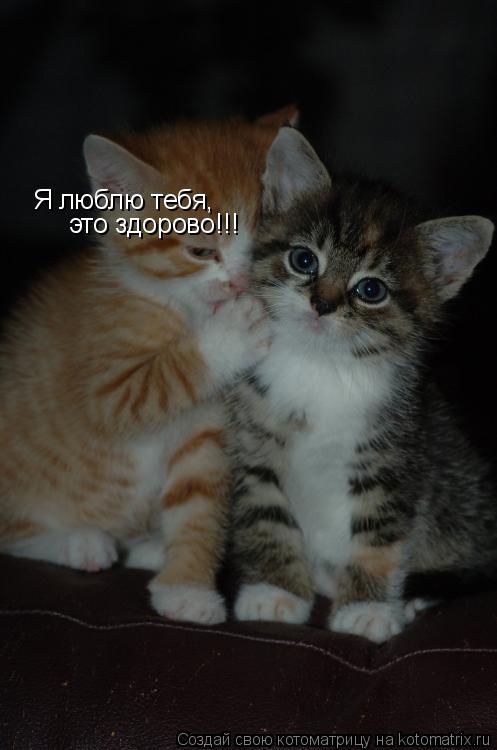 Котоматрица: Я люблю тебя,  это здорово!!!