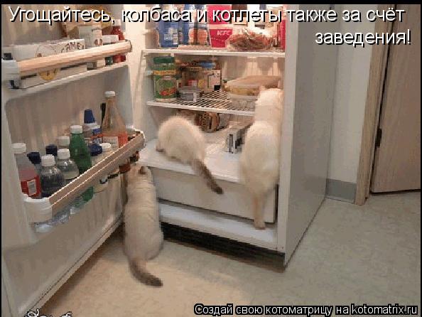 Котоматрица: Угощайтесь, колбаса и котлеты также за счёт  заведения!