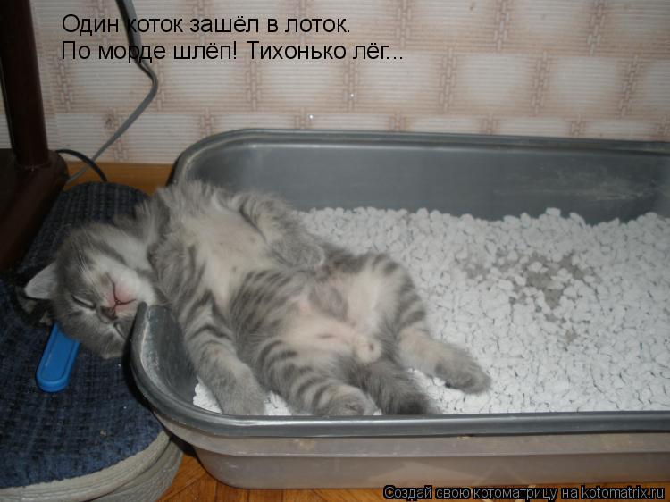 Котоматрица: Один коток зашёл в лоток. По морде шлёп! Тихонько лёг...