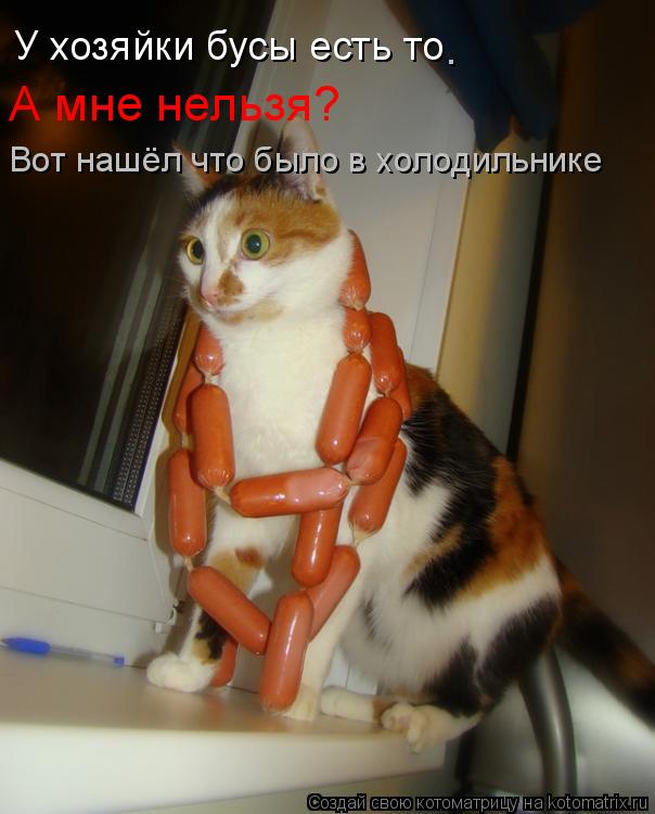 Котоматрица: У хозяйки бусы есть то А мне нельзя? . Вот нашёл что было в холодильнике