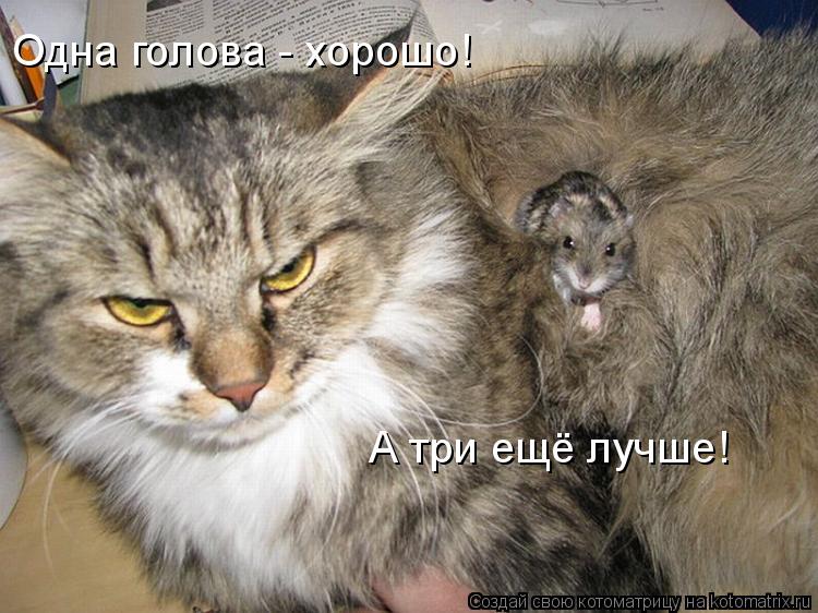 Котоматрица: Одна голова - хорошо! А три ещё лучше!