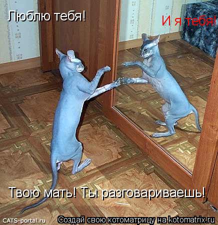 Котоматрица: Люблю тебя! И я тебя! Твою мать! Ты разговариваешь!