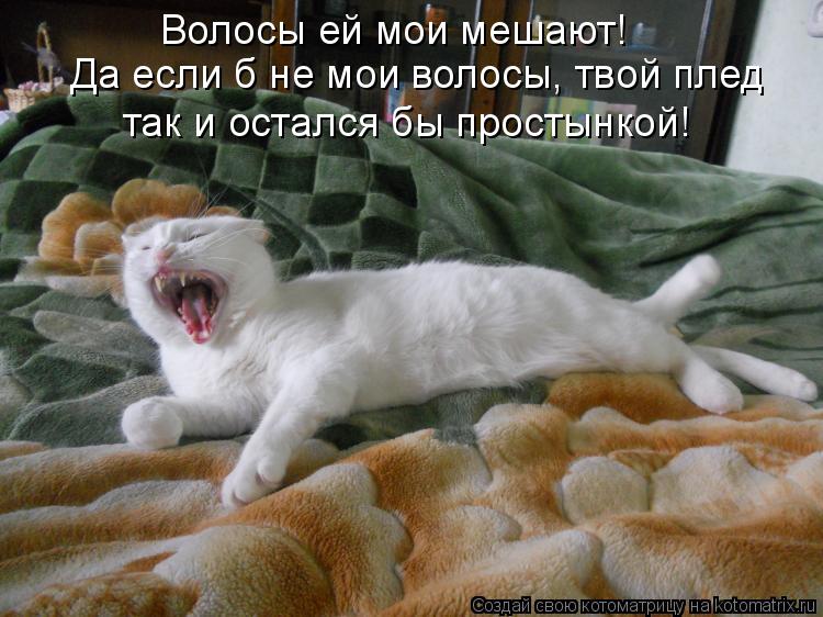 Волосы ей мои мешают! Да если б не мои волосы, твой плед так и остался бы простынкой!... Котоматрица: Волосы ей мои мешают! Да если б не мои волосы, твой плед так и остался бы простынкой!