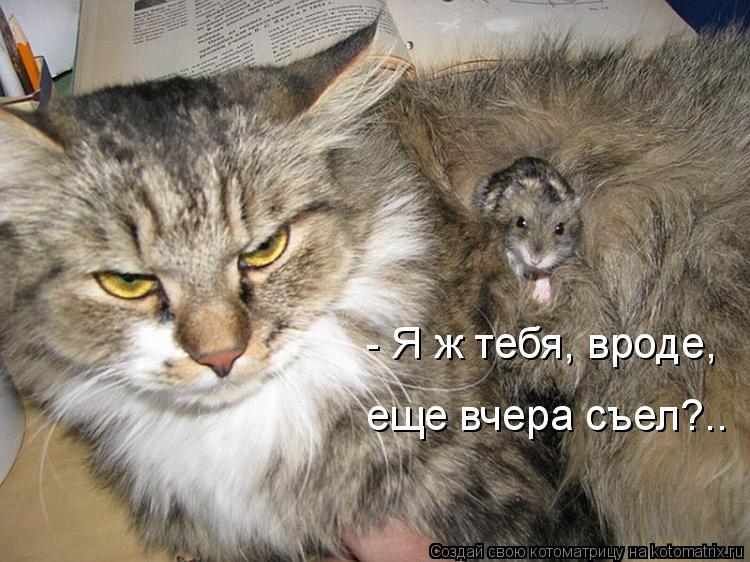 Котоматрица: - Я ж тебя, вроде, еще вчера съел?..