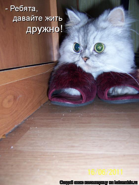 Котоматрица: - Ребята, давайте жить дружно!