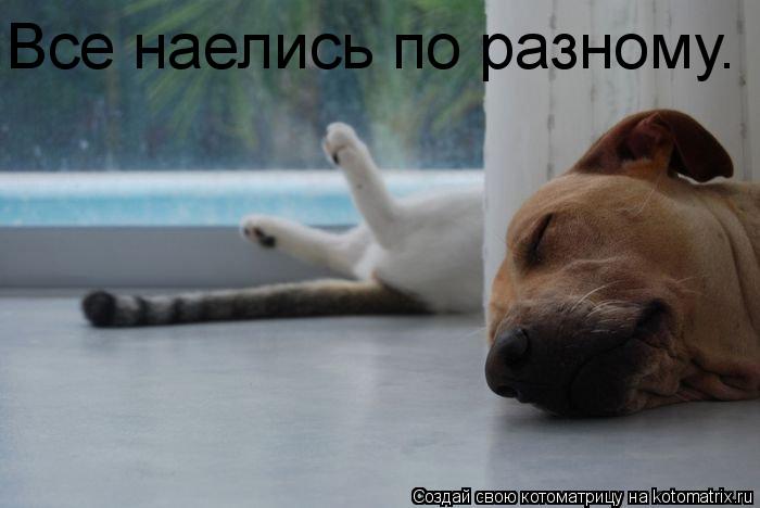 Котоматрица: Все наелись по разному.