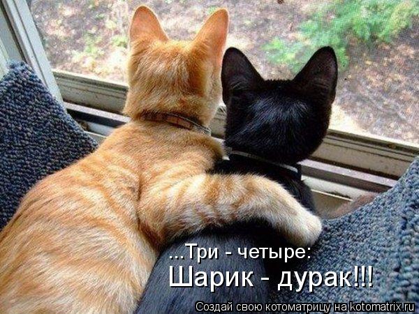Котоматрица: ...Три - четыре: Шарик - дурак!!!