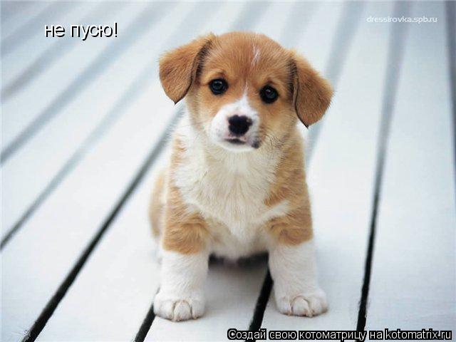Котоматрица: не пусю!