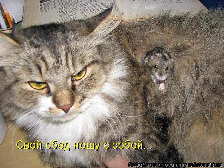 Котоматрица: Свой обед ношу с собой...