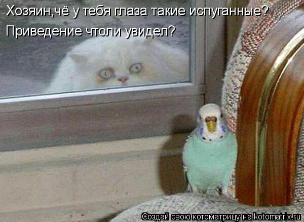 Котоматрица: Хозяин,чё у тебя глаза такие испуганные? Приведение чтоли увидел?