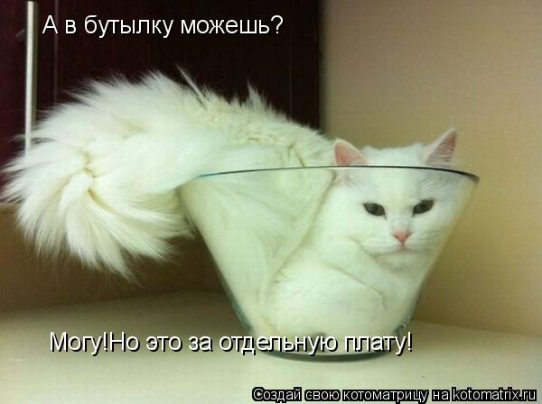 Котоматрица: А в бутылку можешь? Могу!Но это за отдельную плату!