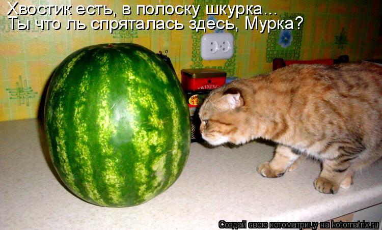 Котоматрица: Хвостик есть, в полоску шкурка... Ты что ль спряталась здесь, Мурка?