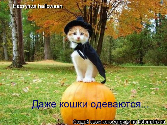 Котоматрица: Наcтупил halloween Даже кошки одеваются...