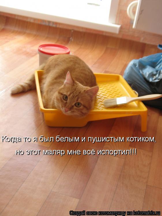 Котоматрица: Когда то я был белым и пушистым котиком, но этот маляр мне всё испортил!!!