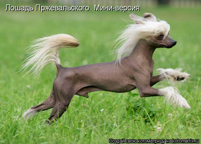 Котоматрица: Лошадь Пржевальского. Мини-версия