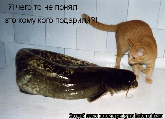 Котоматрица: Я чего то не понял, это кому кого подарили?!