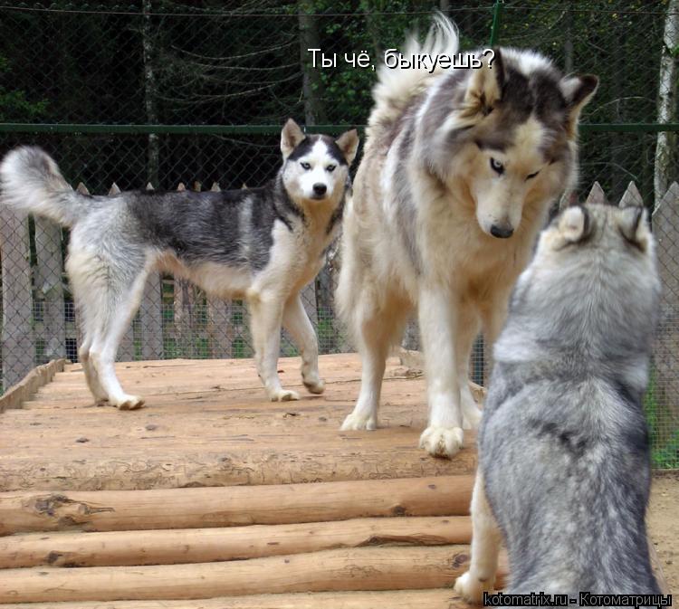 Котоматрица: Ты чё, быкуешь?