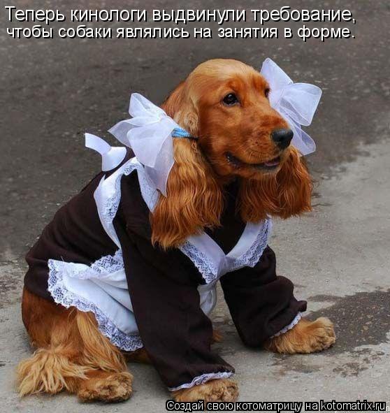 Котоматрица: Теперь кинологи выдвинули требование, чтобы собаки являлись на занятия в форме.