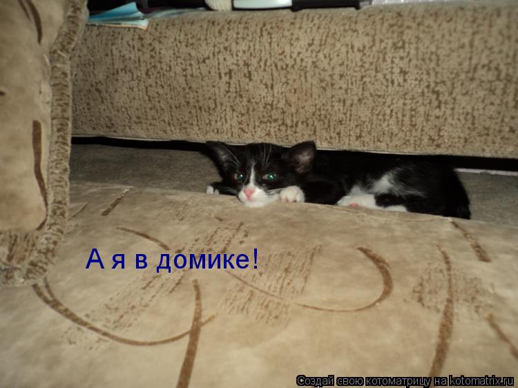 Котоматрица: А я в домике!