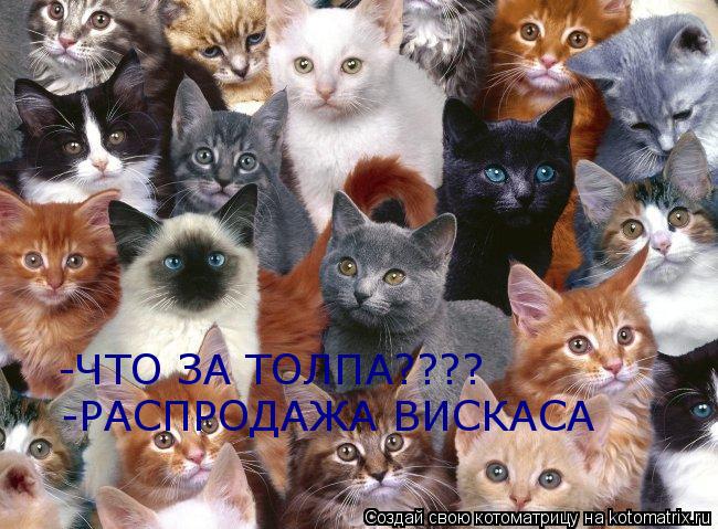 Котоматрица: -ЧТО ЗА ТОЛПА???? -РАСПРОДАЖА ВИСКАСА