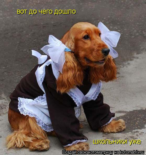 Котоматрица: вот до чего дошло школьники уже