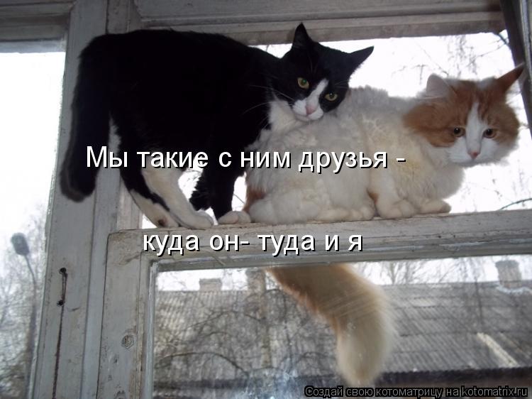 Котоматрица: куда он- туда и я   Мы такие с ним друзья -