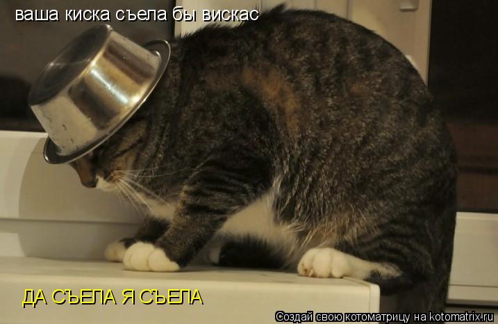Котоматрица: ваша киска съела бы вискас ДА СЪЕЛА Я СЪЕЛА