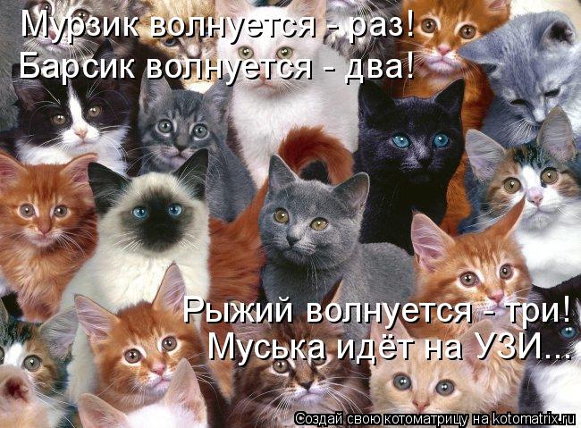 Котоматрица: Мурзик волнуется - раз! Барсик волнуется - два! Рыжий волнуется - три! Муська идёт на УЗИ...