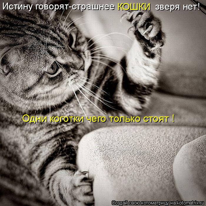 Котоматрица: Истину говорят-страшнее  КОШКИ  зверя нет! Одни коготки чего только стоят !