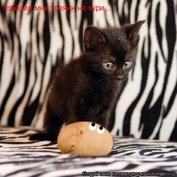 Котоматрица: говорил мне хозяин не кури....