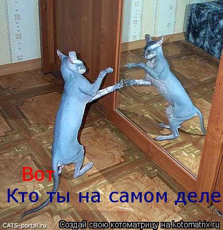 Котоматрица: Вот Кто ты на самом деле