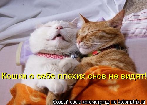 Котоматрица: Кошки о себе плохих снов не видят!