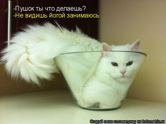 Котоматрица: -Пушок ты что делаешь? -Не видишь йогой занимаюсь