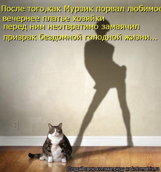 Котоматрица: После того,как Мурзик порвал любимое вечернее платье хозяйки перед ним неотвратимо замаячил призрак бездомной голодной жизни...