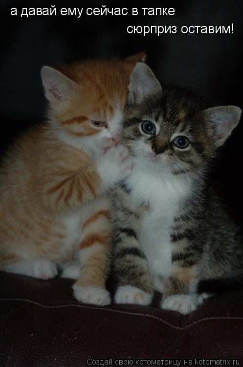 Котоматрица: а давай ему сейчас в тапке сюрприз оставим!