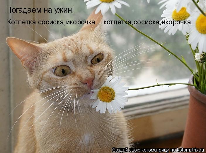 Котоматрица: Погадаем на ужин! Котлетка,сосиска,икорочка....котлетка,сосиска,икорочка...