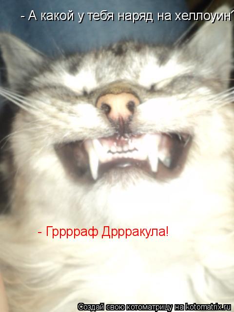 Котоматрица: - А какой у тебя наряд на хеллоуин?  - Грррраф Дррракула!