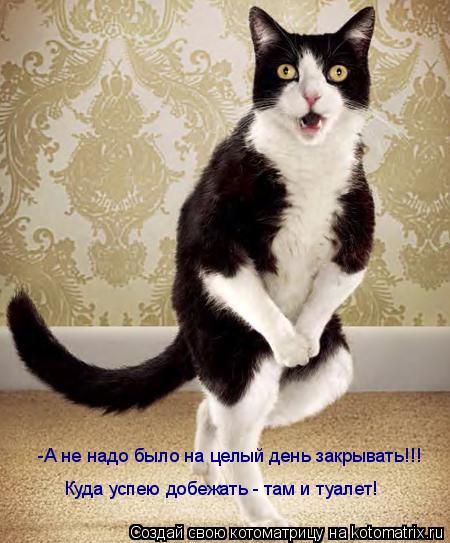 Котоматрица: -А не надо было на целый день закрывать!!!  Куда успею добежать - там и туалет!
