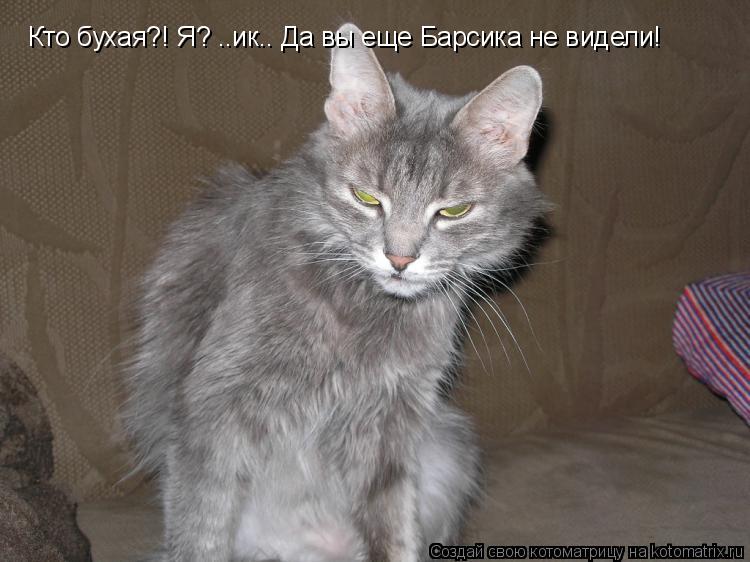 Котоматрица: Кто бухая?! Я? ..ик.. Да вы еще Барсика не видели!
