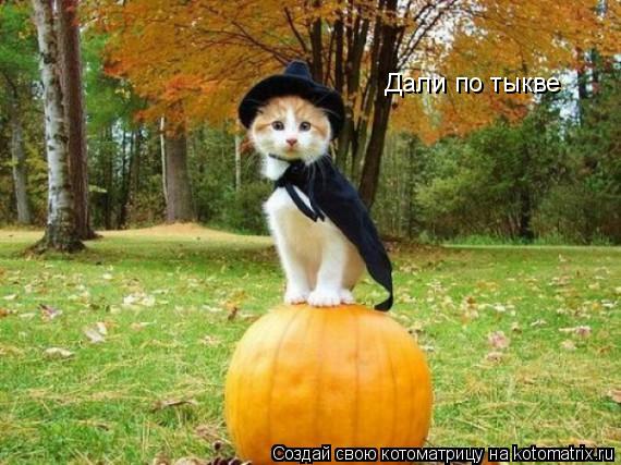 Котоматрица: Дали по тыкве