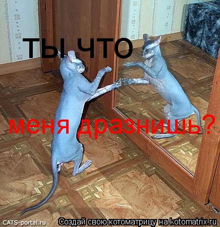 Котоматрица: меня дразнишь? ты что