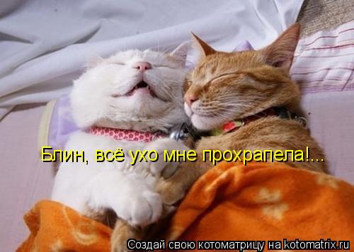 Котоматрица: Блин, всё ухо мне прохрапела!...