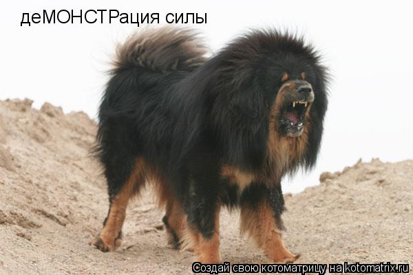 Котоматрица: деМОНСТРация силы