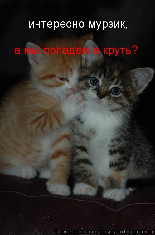 Котоматрица: интересно мурзик, а мы попадём в круть?