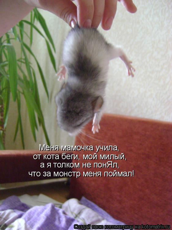 Котоматрица: Меня мамочка учила, от кота беги, мой милый, а я толком не понЯл, что за монстр меня поймал!